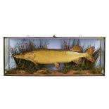 CASED TAXIDERMY PIKE, BY J. COOPER & SONS 19TH CENTURY