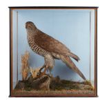 TWO CASED TAXIDERMY BIRDS OF PREY EARLY 20TH CENTURY