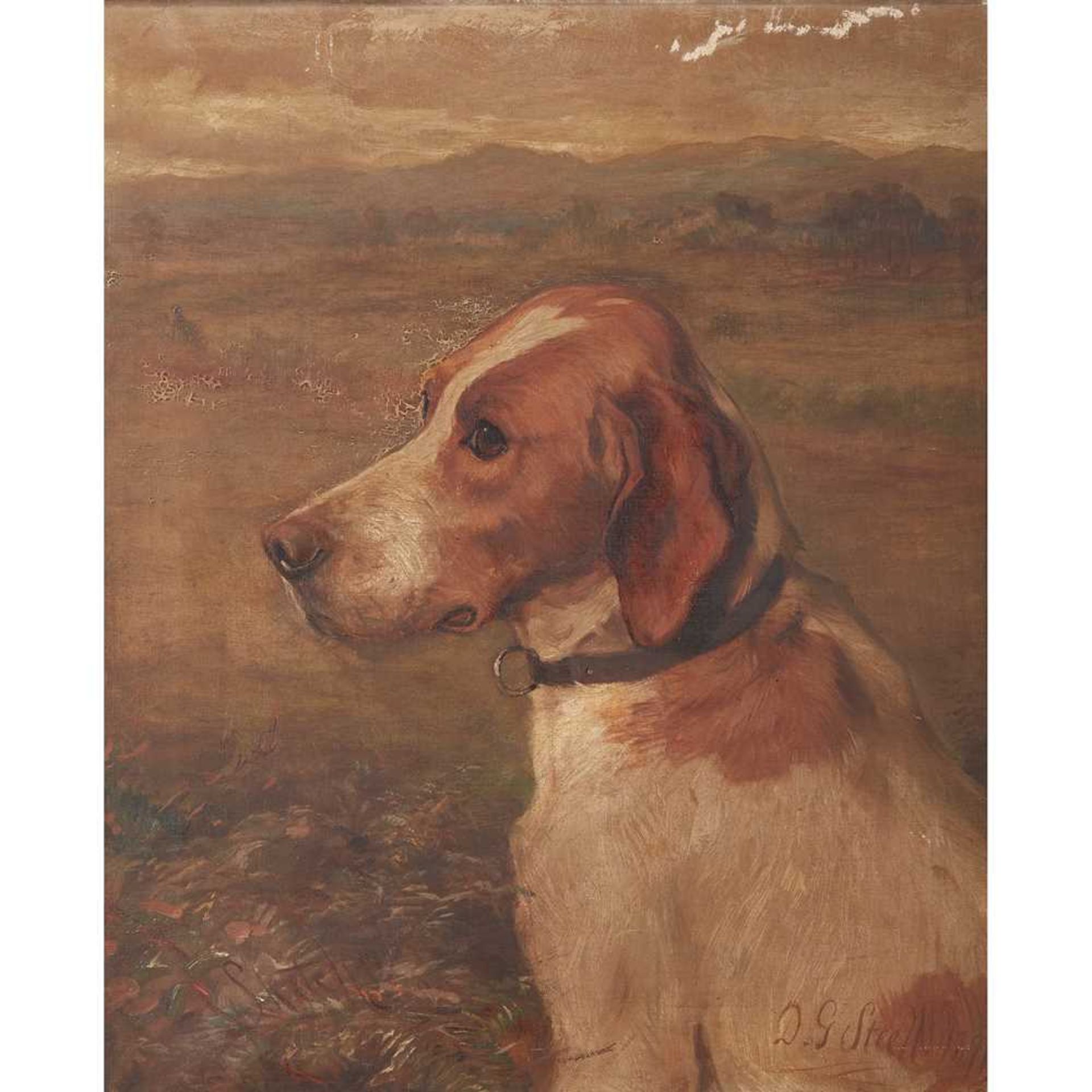 DAVID GEORGE STEELL (SCOTTISH 1856-1930) STUDY OF A FAVOURITE HOUND