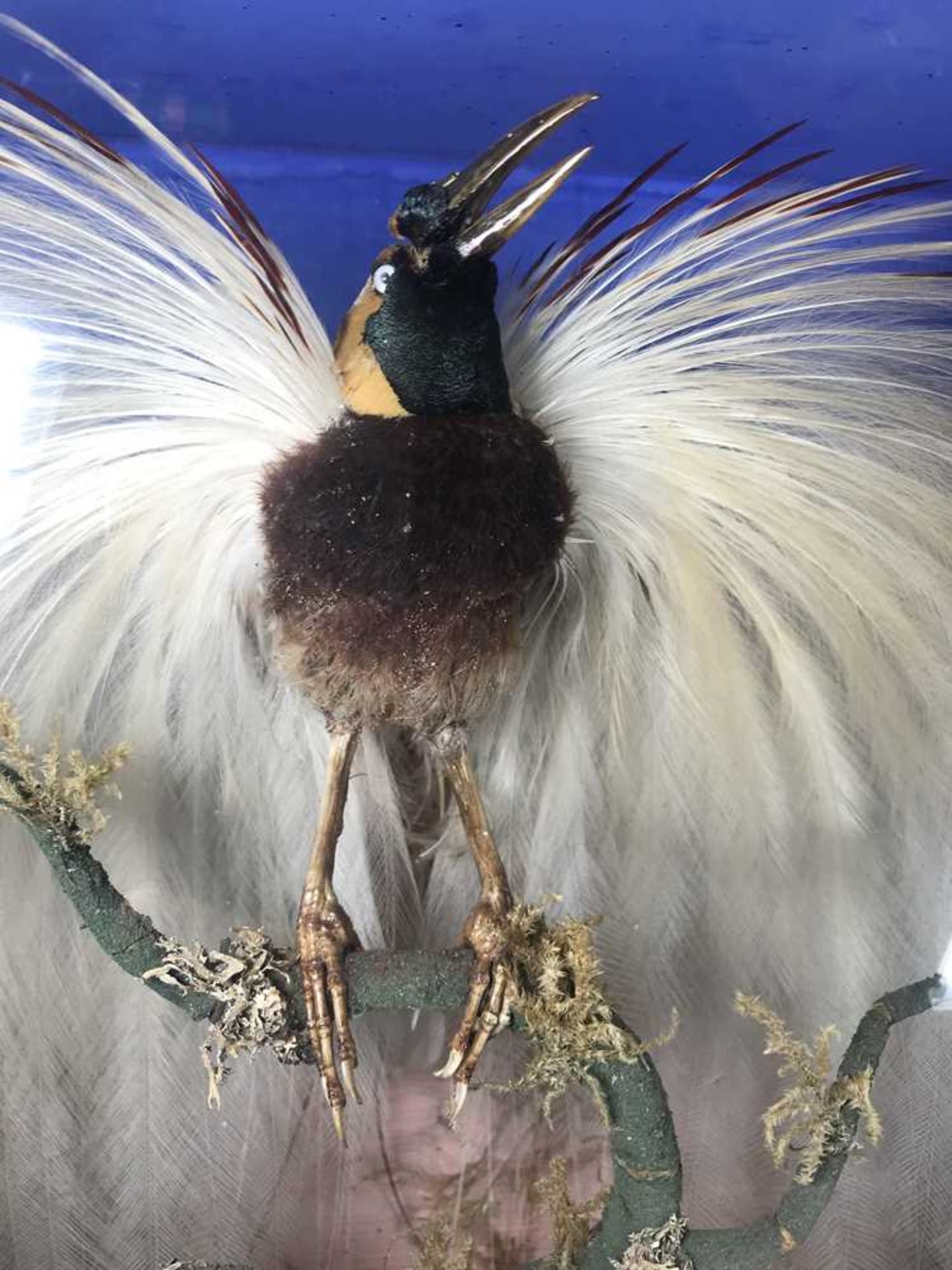 CASED TAXIDERMY BIRD OF PARADISE AND KINGFISHER 19TH CENTURY - Image 5 of 17