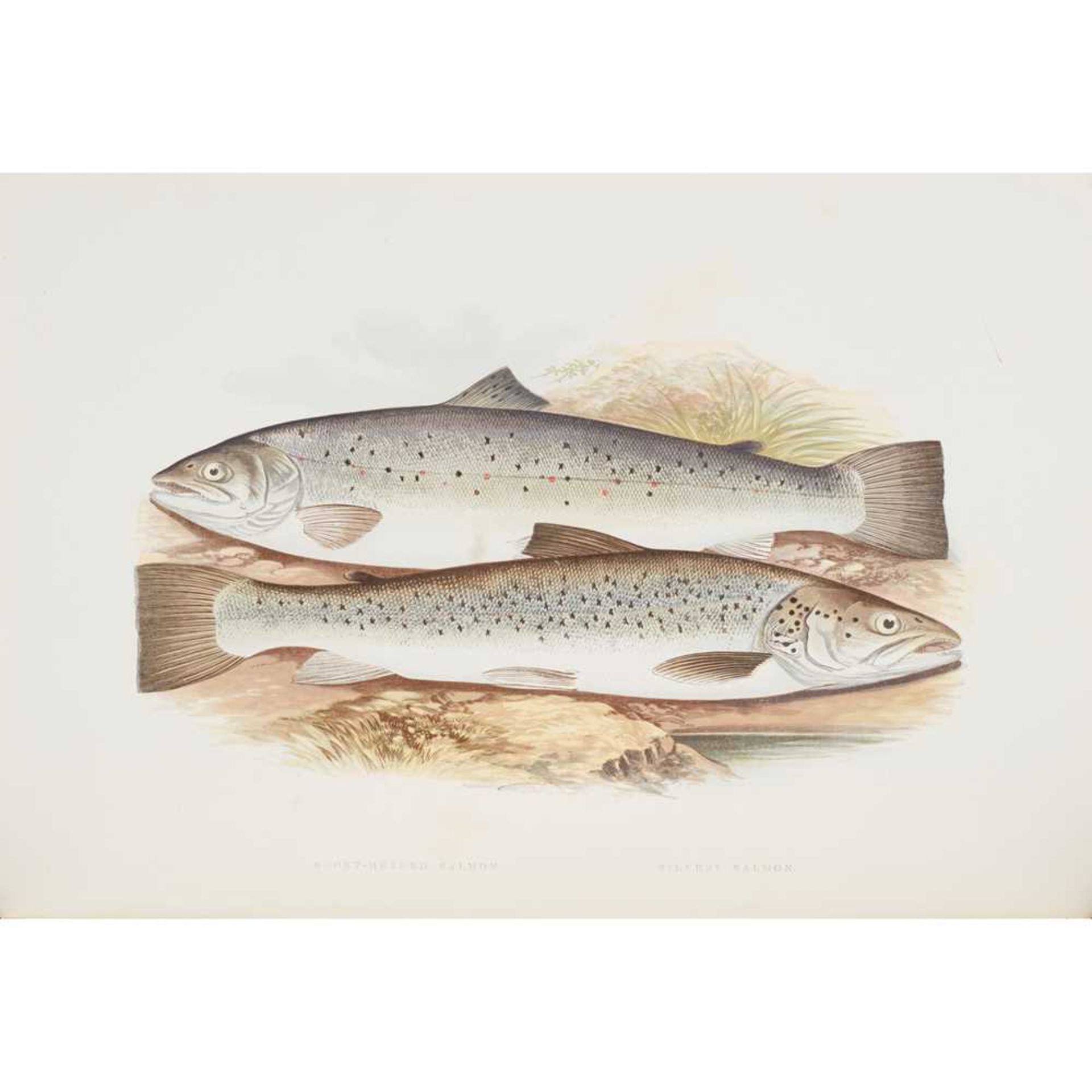 Houghton, Rev. William British Freshwater Fishes