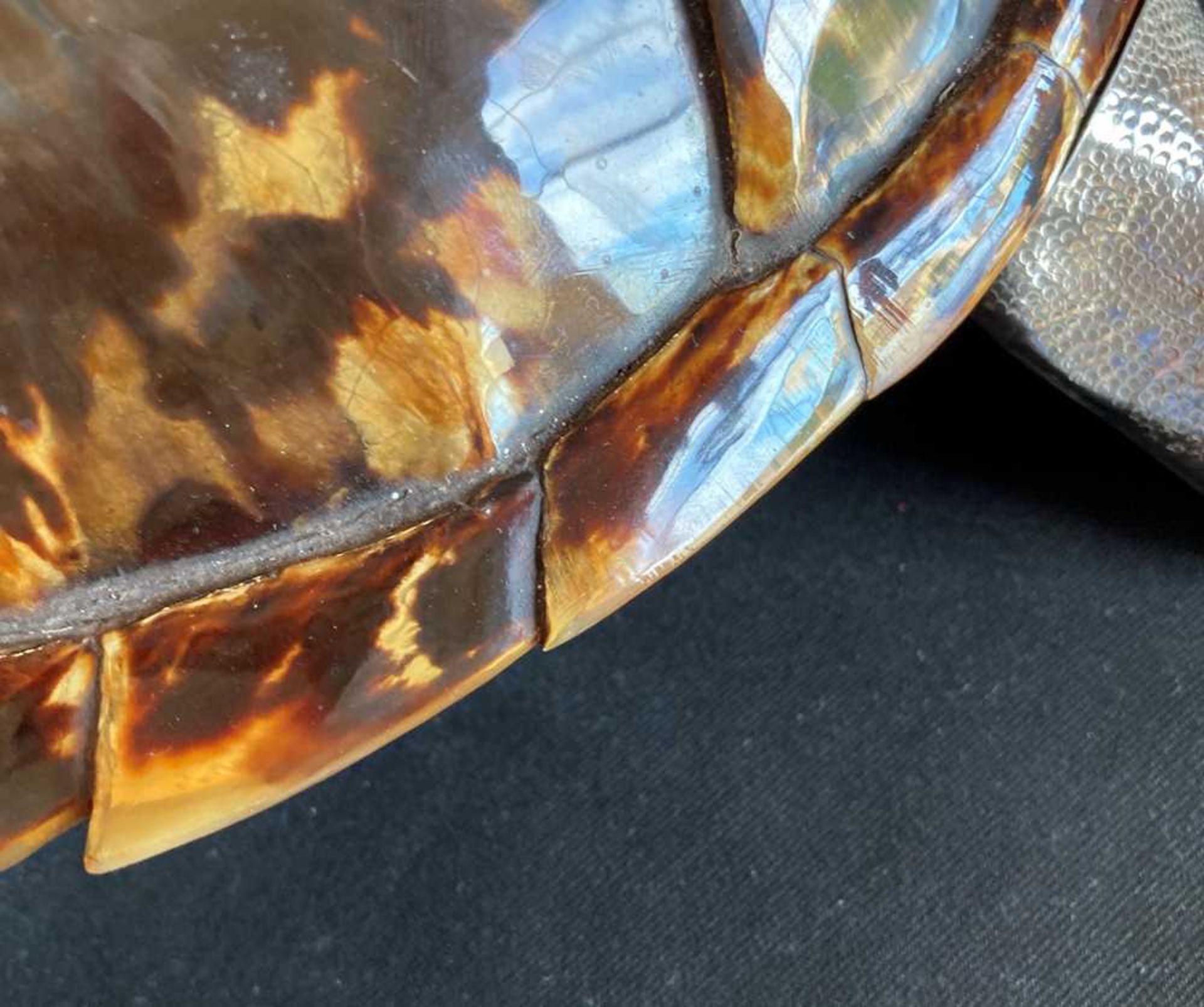 A continental tortoiseshell table snuff box - Image 8 of 10