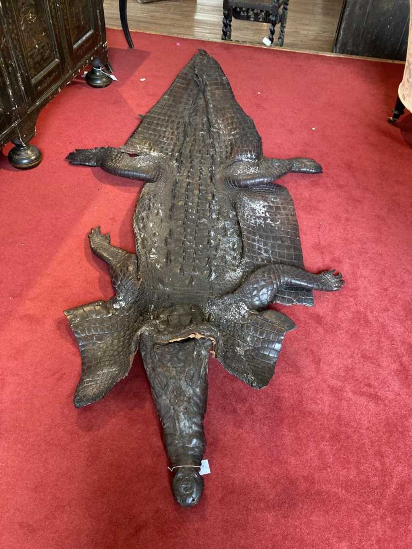 TWO TAXIDERMY NILE CROCODILES LATE 19TH/EARLY 20TH CENTURY - Image 8 of 11