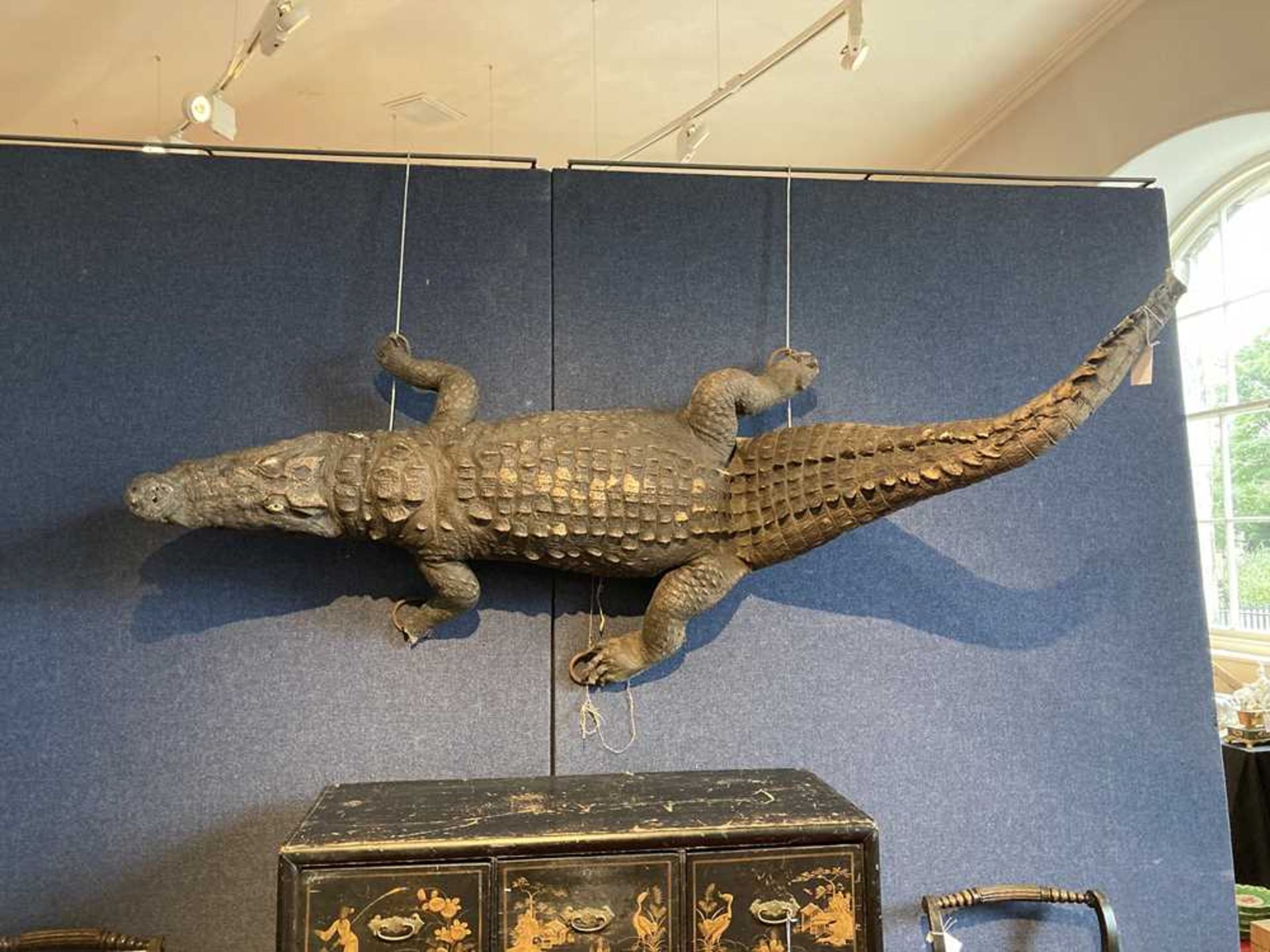 TWO TAXIDERMY NILE CROCODILES LATE 19TH/EARLY 20TH CENTURY - Image 2 of 11