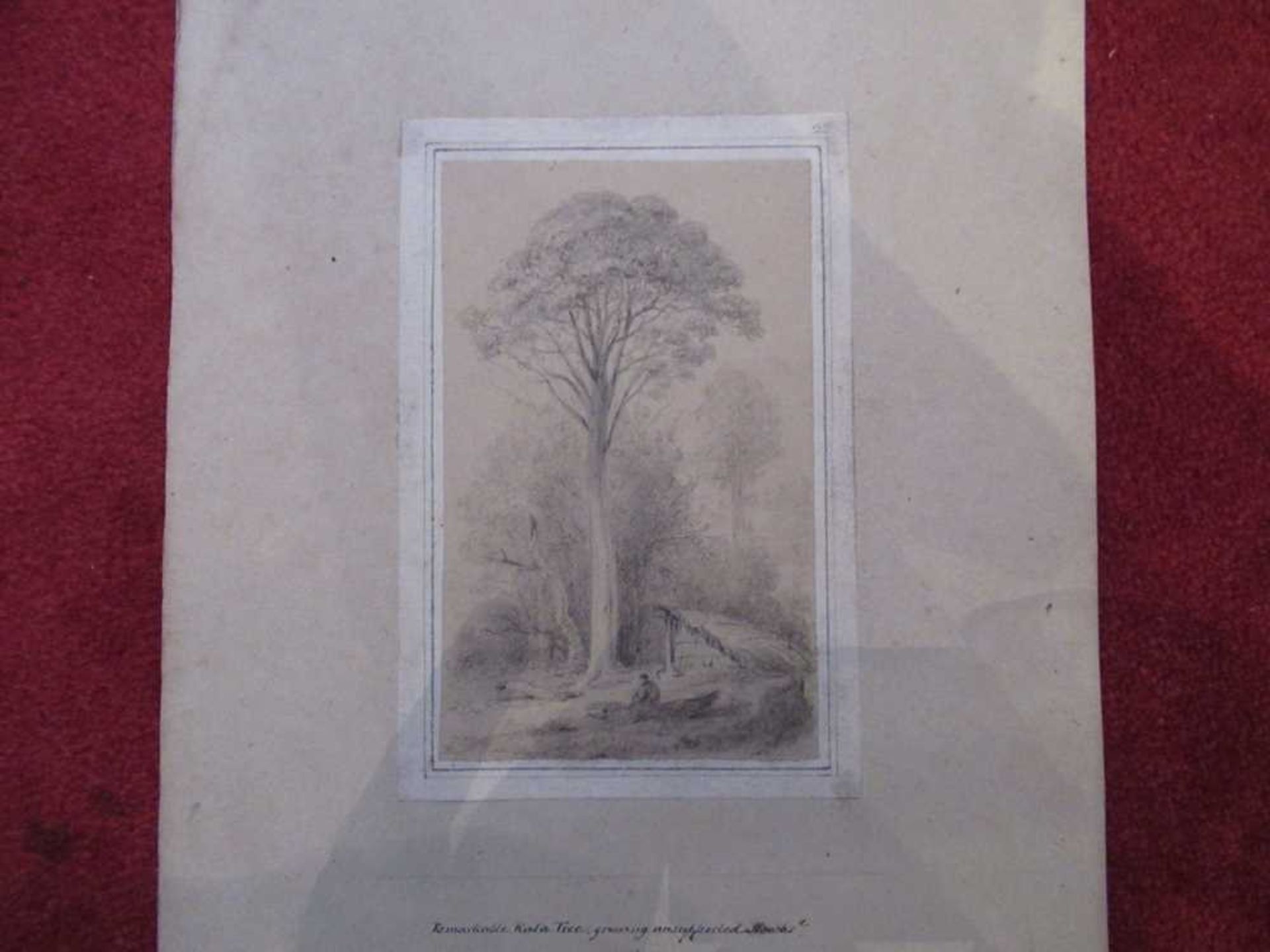 Swainson, William 67 pencil sketches of trees and landscape in New Zealand - Bild 3 aus 19