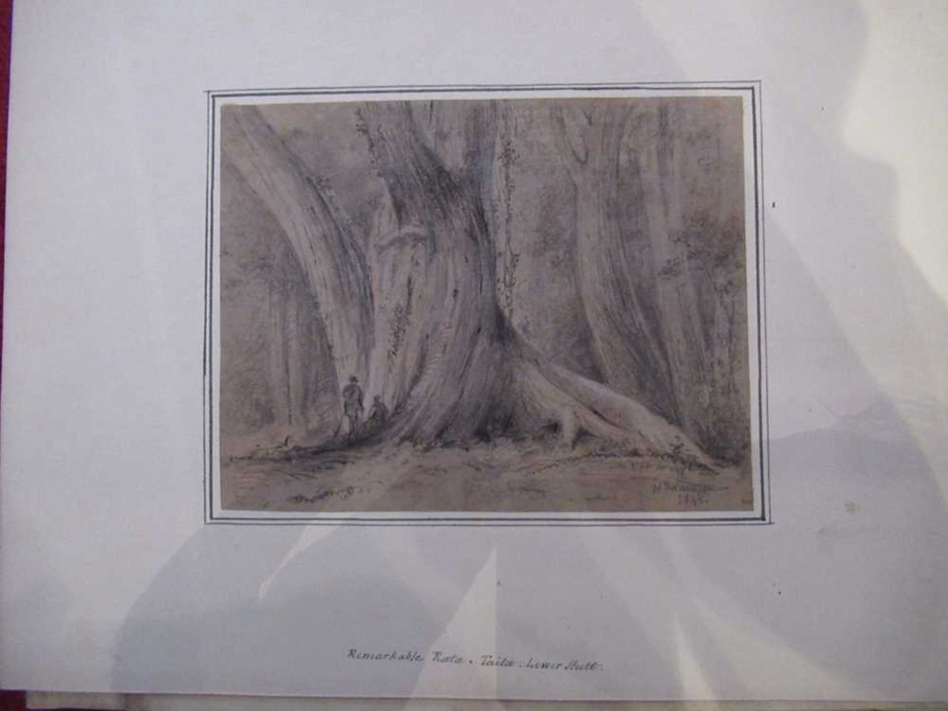 Swainson, William 67 pencil sketches of trees and landscape in New Zealand - Bild 16 aus 19