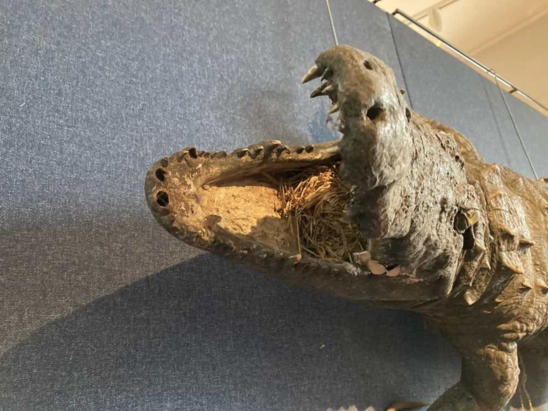 TWO TAXIDERMY NILE CROCODILES LATE 19TH/EARLY 20TH CENTURY - Image 11 of 11