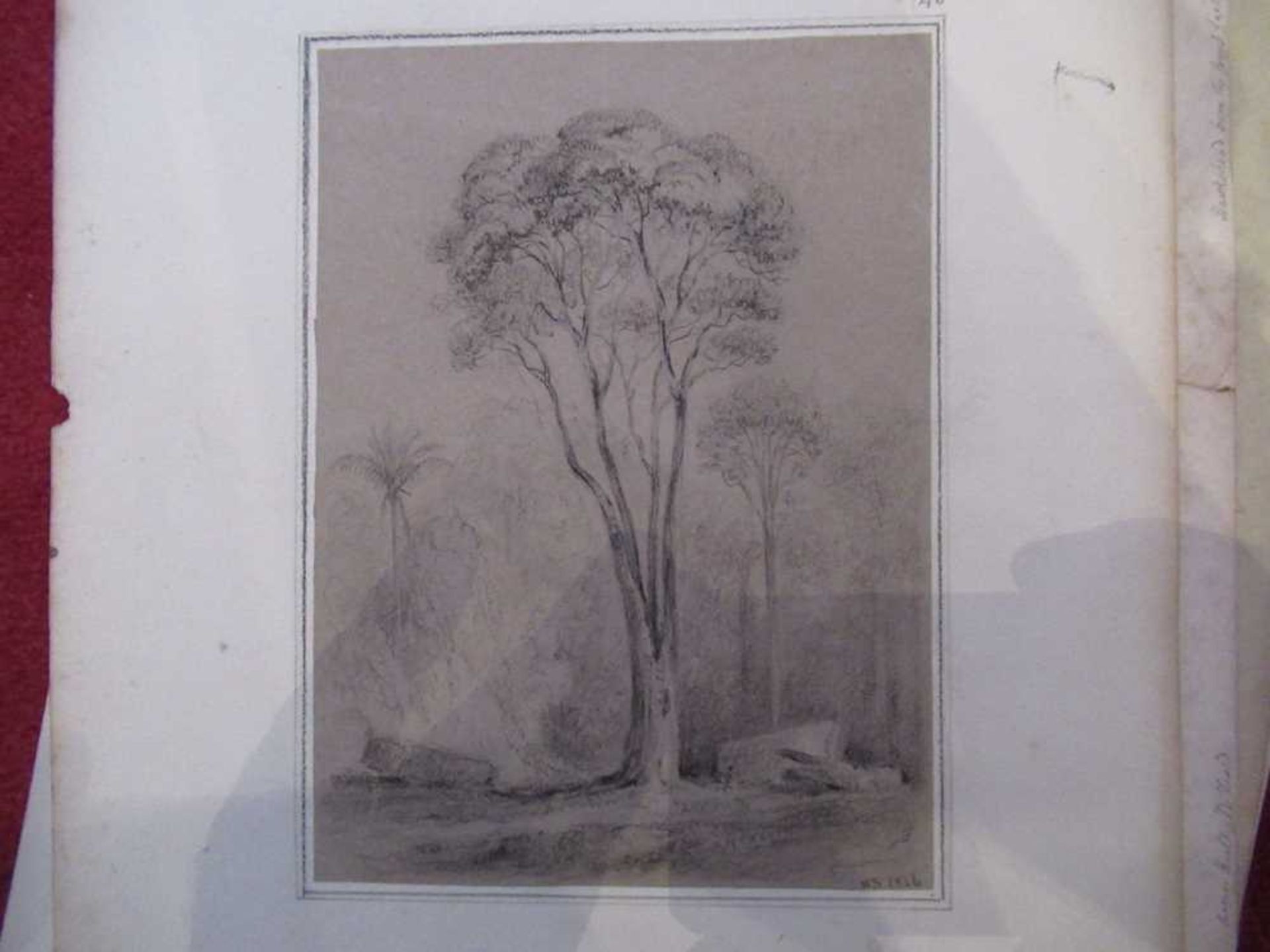 Swainson, William 67 pencil sketches of trees and landscape in New Zealand - Bild 8 aus 19