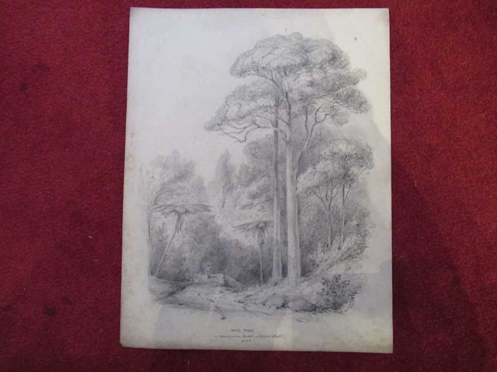 Swainson, William 67 pencil sketches of trees and landscape in New Zealand - Bild 11 aus 19