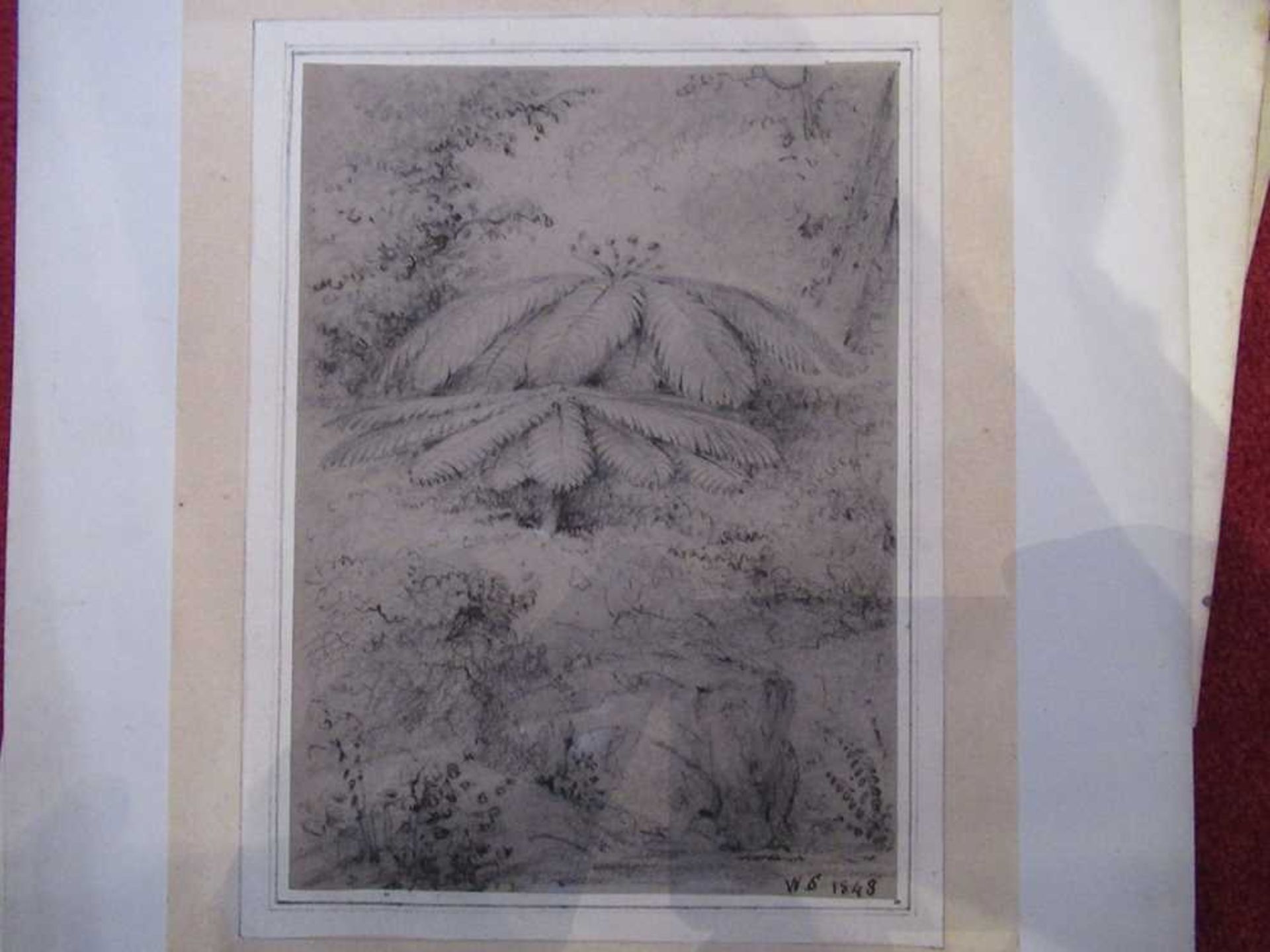 Swainson, William 67 pencil sketches of trees and landscape in New Zealand - Bild 19 aus 19