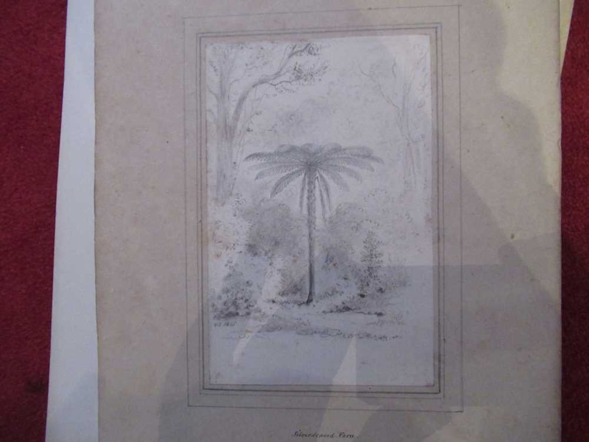 Swainson, William 67 pencil sketches of trees and landscape in New Zealand - Bild 7 aus 19