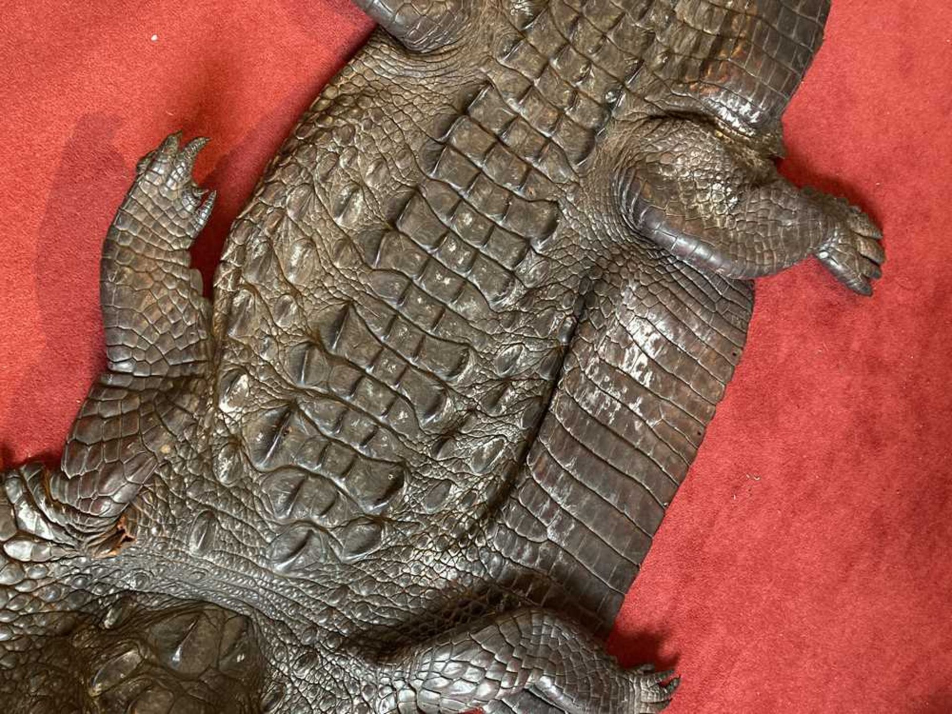 TWO TAXIDERMY NILE CROCODILES LATE 19TH/EARLY 20TH CENTURY - Image 10 of 11