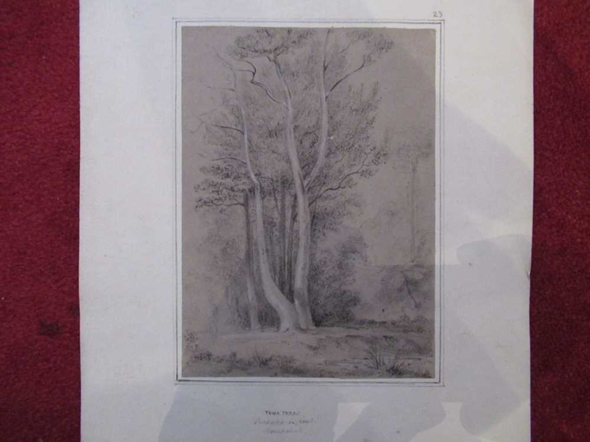 Swainson, William 67 pencil sketches of trees and landscape in New Zealand - Bild 9 aus 19