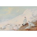 ARCHIBALD THORBURN (SCOTTISH 1860-1935) PTARMIGAN IN THE SNOW