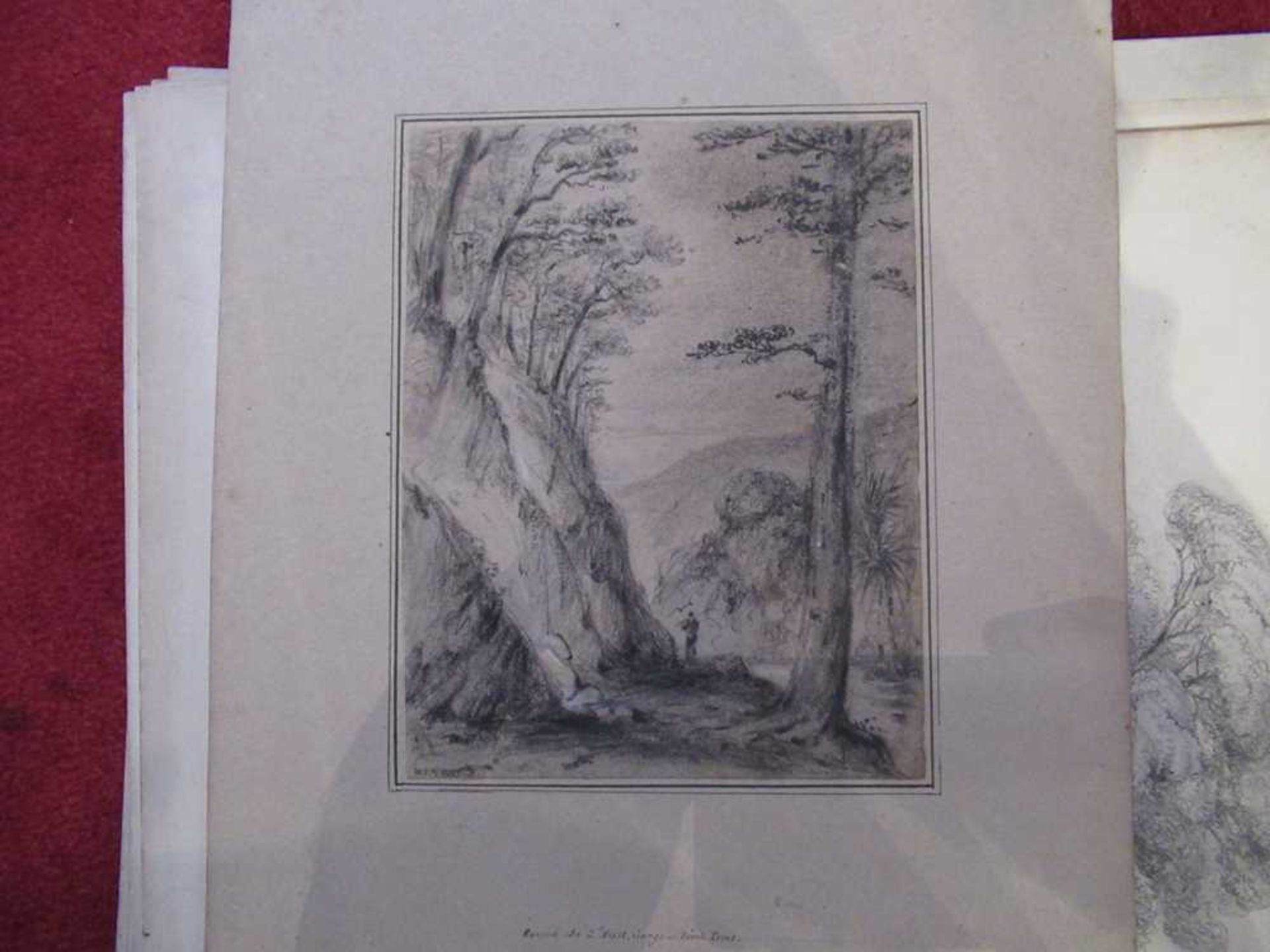 Swainson, William 67 pencil sketches of trees and landscape in New Zealand - Bild 15 aus 19