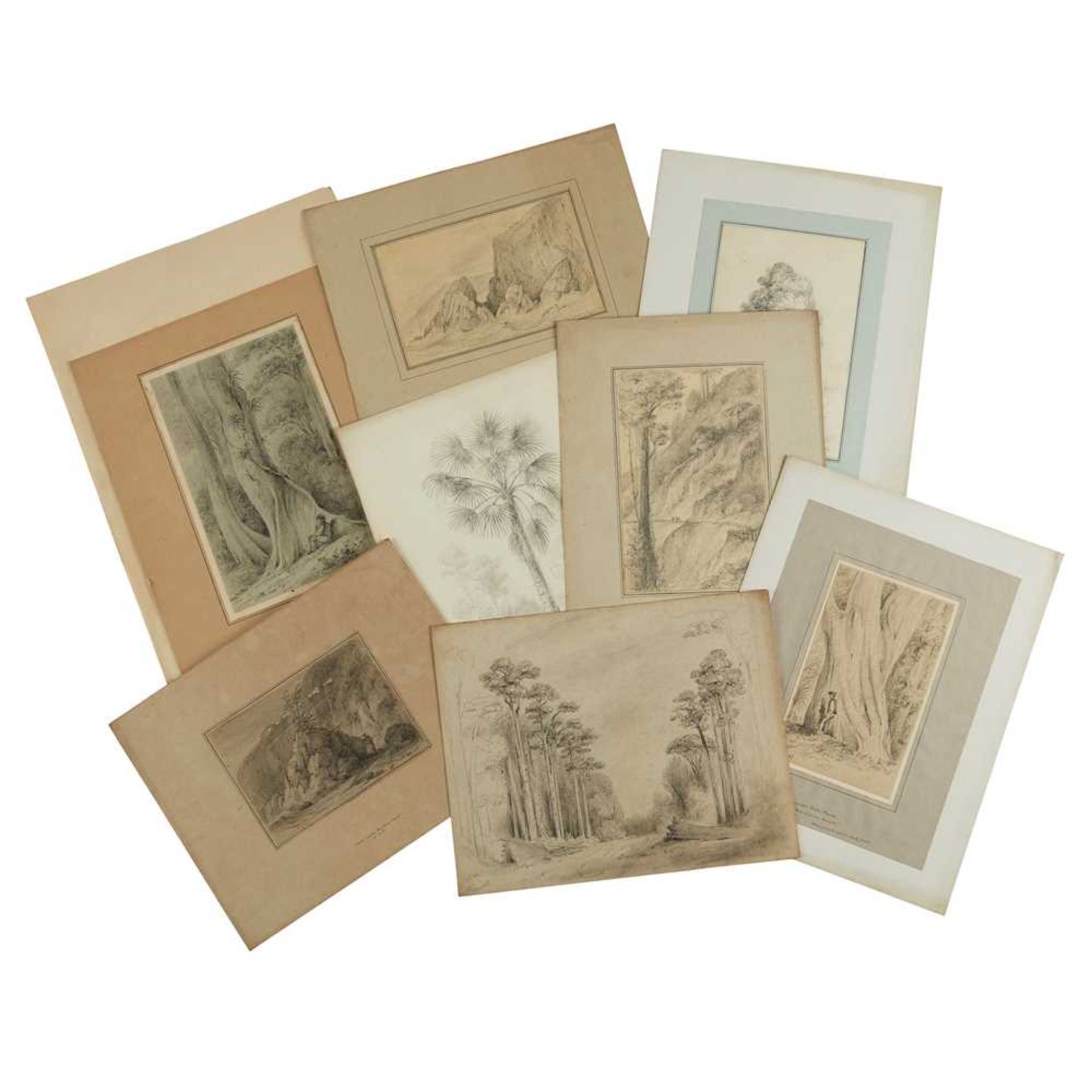 Swainson, William 67 pencil sketches of trees and landscape in New Zealand