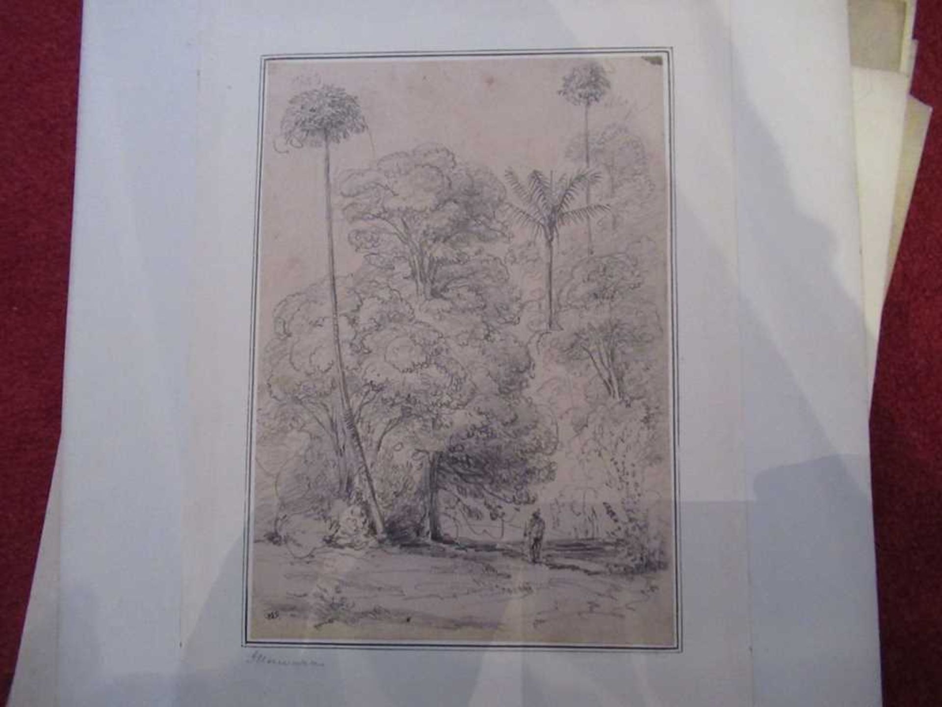 Swainson, William 67 pencil sketches of trees and landscape in New Zealand - Bild 13 aus 19