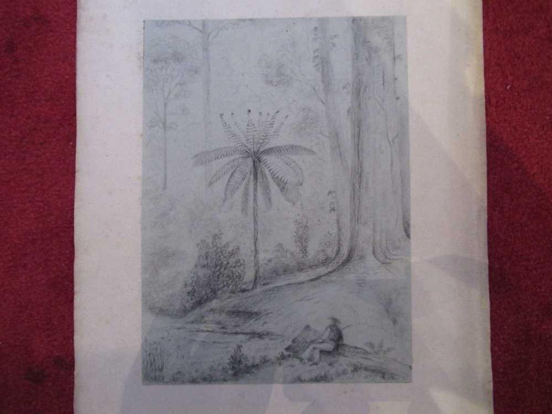 Swainson, William 67 pencil sketches of trees and landscape in New Zealand - Bild 14 aus 19