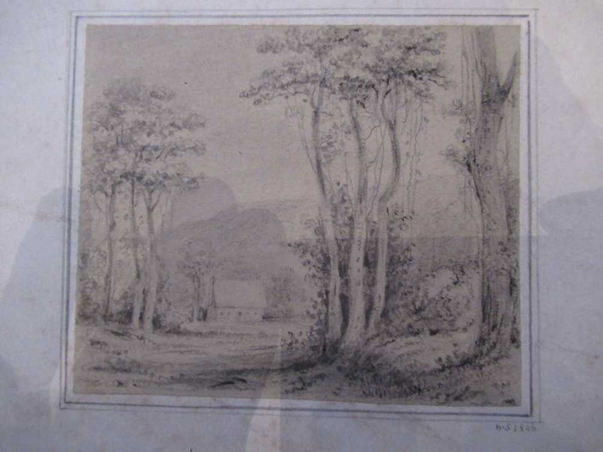 Swainson, William 67 pencil sketches of trees and landscape in New Zealand - Bild 6 aus 19