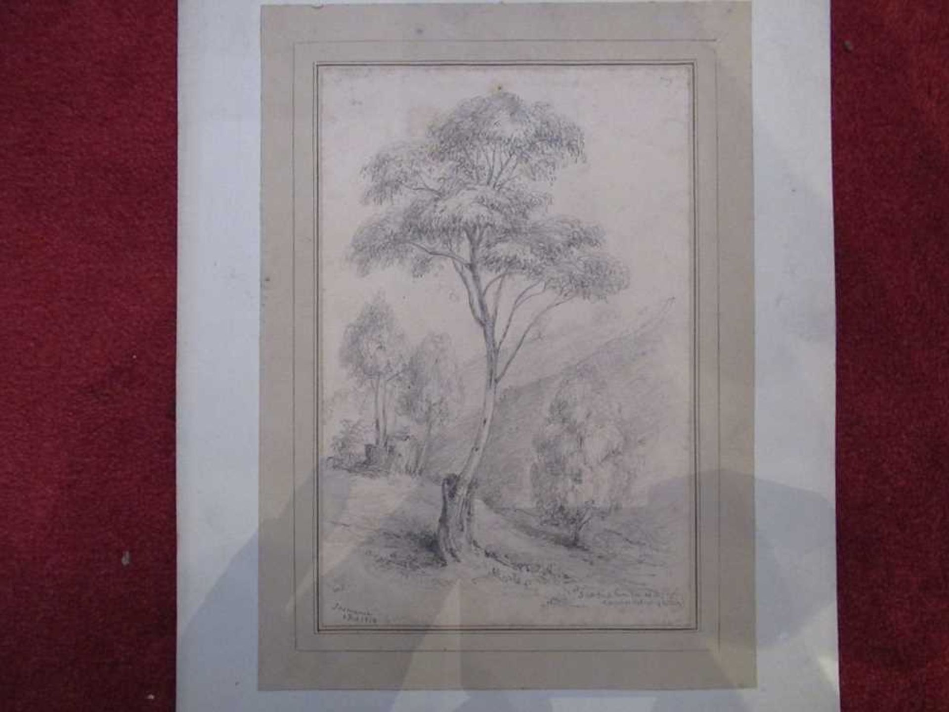 Swainson, William 67 pencil sketches of trees and landscape in New Zealand - Bild 5 aus 19