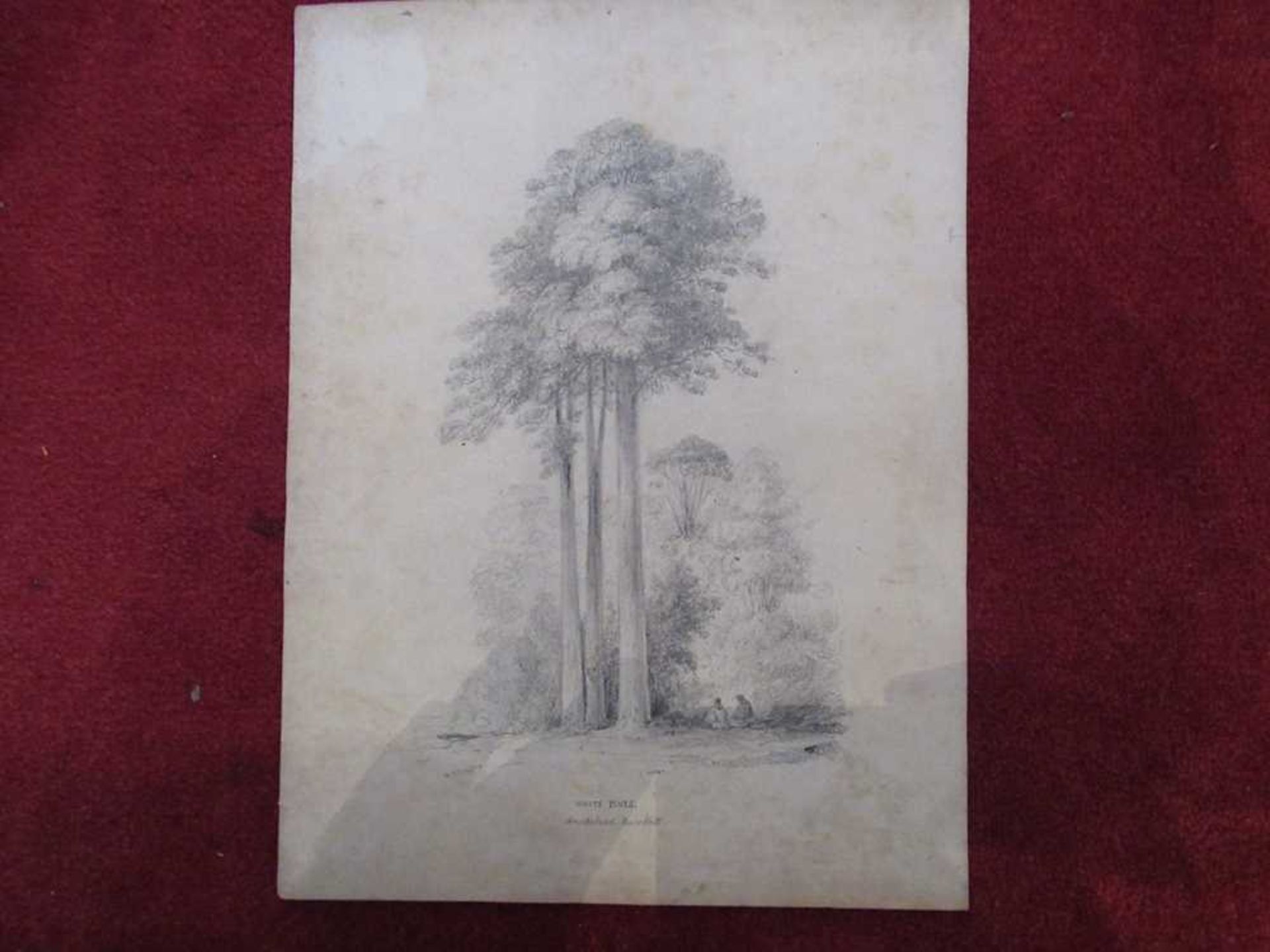 Swainson, William 67 pencil sketches of trees and landscape in New Zealand - Bild 10 aus 19