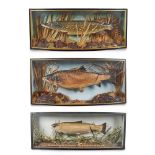 THREE BOWFRONT CASED FISH DIORAMAS 20TH CENTURY