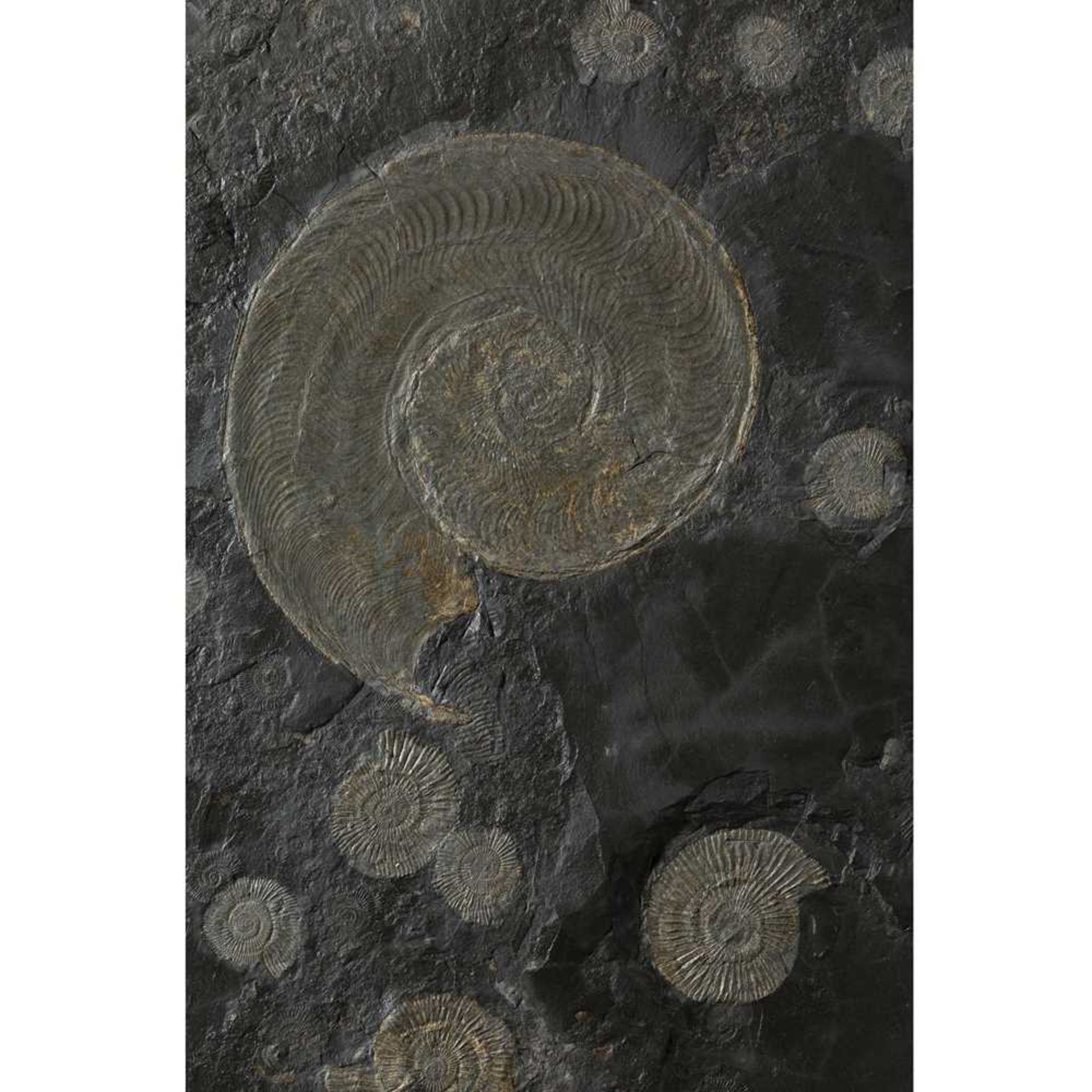 LARGE AMMONITE PLATE HOLZMADEN, GERMANY, JURASSIC PERIOD, 160 MILLION YEARS BP - Image 2 of 2