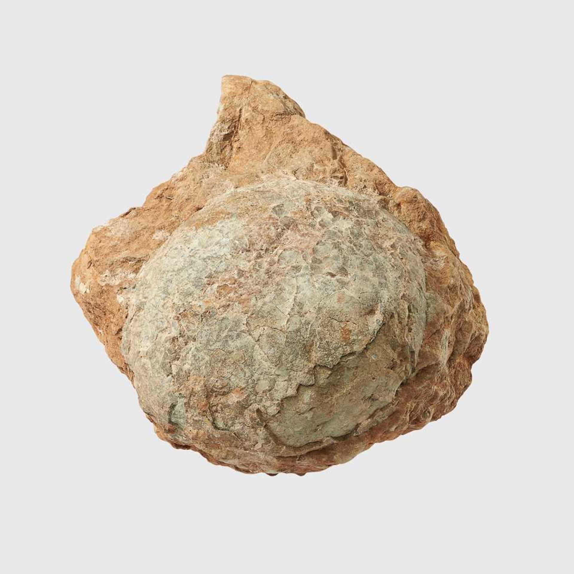 HADROSAUR EGG MONGOLIA, UPPER CRETACEOUS PERIOD