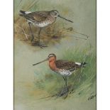 GEORGE EDWARD LODGE (BRITISH 1860-1954) BLACK-TAILED GODWIT