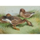 ARCHIBALD THORBURN (SCOTTISH 1860-1935) BEAN GOOSE AND PINK-FOOTED GOOSE