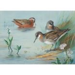 ARCHIBALD THORBURN (SCOTTISH 1860-1935) GREY AND RED-NECKED PHALAROPES