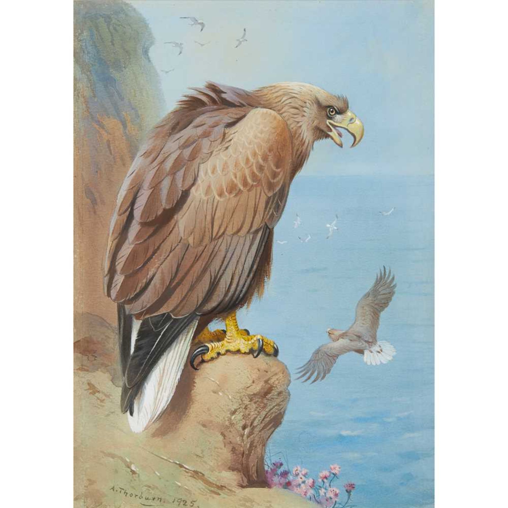 ARCHIBALD THORBURN (SCOTTISH 1860-1935) WHITE-TAILED EAGLE