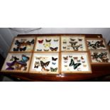 Lepidoptera butterfly specimens including Green Viened White, Comma, Small Tortoiseshell, Meadow