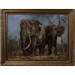 James Stroud, oil on canvas. Entitled ?Big Tuskers. 73 cm x 98 cm. in a large gilt plaster frame.