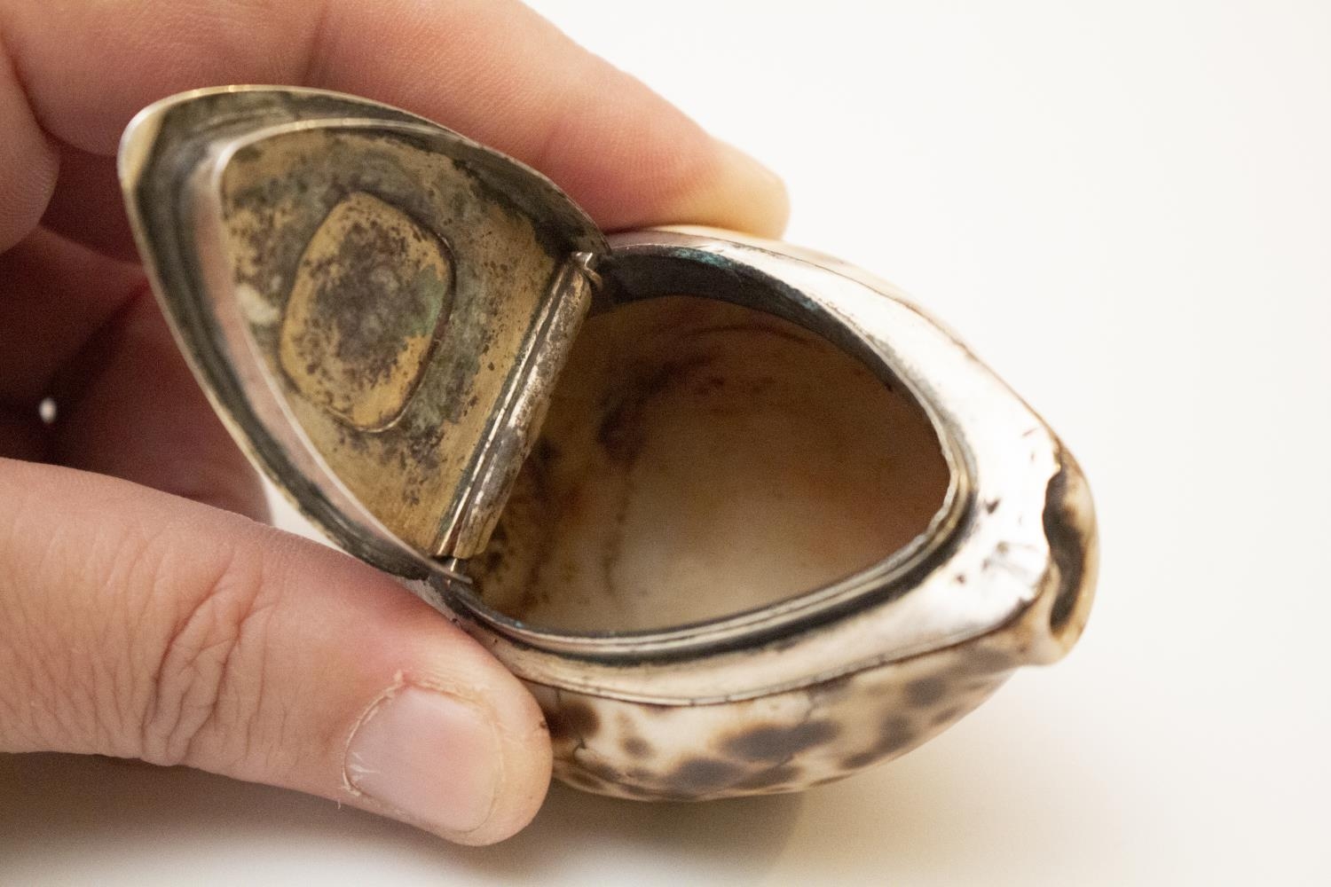 A Scottish Cowrie Shell Snuff box The Sterling mounts engraved with an inscription and date. "From - Image 3 of 3