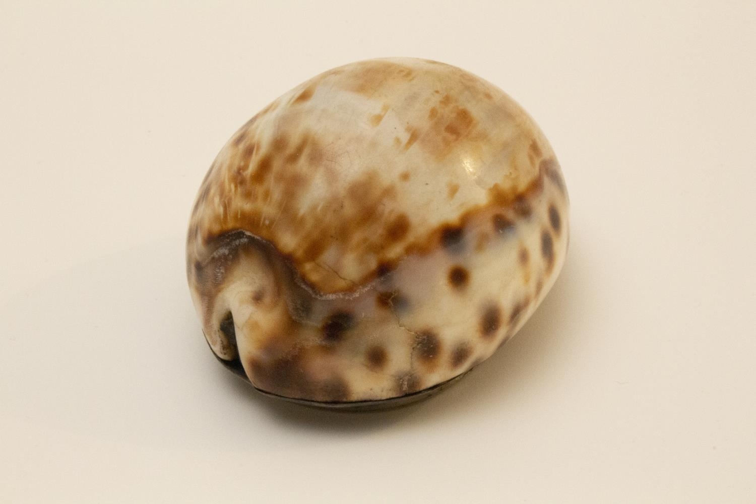A Scottish Cowrie Shell Snuff Box. 19th century, apparently unmarked. Of typical form. Engraved J