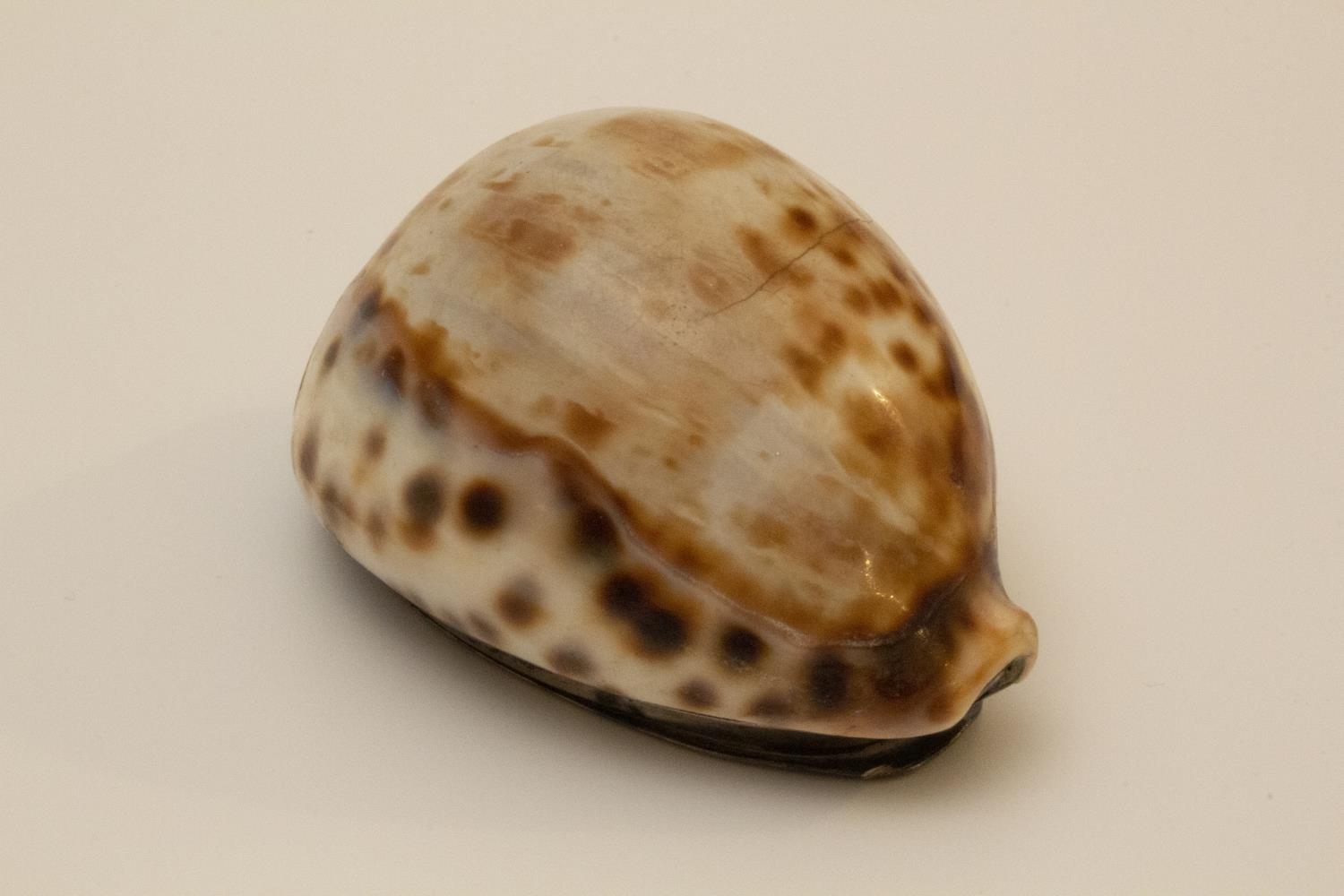 A Scottish Cowrie Shell Snuff Box. 19th century, apparently unmarked. Of typical form. Engraved J - Image 2 of 4