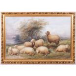 A WATERCOLOUR OF SHEEP resting in a field, signed T Sidney-Cooper RA lower right, 58.5cm x 89.5cm