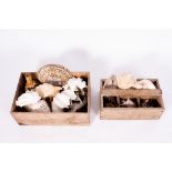 A COLLECTION OF SEA SHELLS to include conches At present, there is no condition report prepared