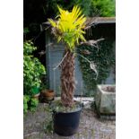 A TREE PALM in a plastic container, approximately 2 meters high overall Condition: purchased as