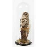 AN ANTIQUE TAXIDERMIC TAWNY OWL mounted on a naturalistic base under a glass dome, overall 22cm wide