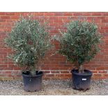 A PAIR OF OLIVE TREES in plastic containers, the containers 46cm diameter, the trees and