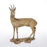 AN ANTIQUE TAXIDERMIC ROE DEER 77cm wide x 105cm high Condition: some minimal damage to the right