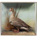 A PRESERVED TAXIDERMIC GREY LAG GOOSE in a glazed case and within a naturalistic setting, the case