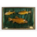 AN EDWARDIAN CASED GROUP OF PRESERVED FISH consisting of two Dace and a Tench, in a three glass