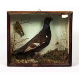 A VICTORIAN TAXIDERMIC GROUSE AND GREENFINCH on a naturalistic base with a glazed case, signed I.