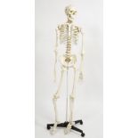 A LIFESIZE COMPOSITE MODEL OF A HUMAN SKELETON 170cm high Condition: in good condition