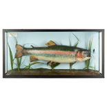 A TAXIDERMIC RAINBOW TROUT caught by D.Chisholm at Lynch Hill June 8th 1972, 71cm wide x 14cm deep x