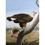 Trevor Boyer (b.1948) 'Pallass's fish eagle' watercolour, signed and dated 1980 lower right, 42 x
