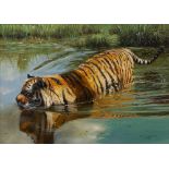 Pip McGarry (b.1955) 'Tiger in water' oil on canvas, signed and dated 2007 lower right, 24.5cm x